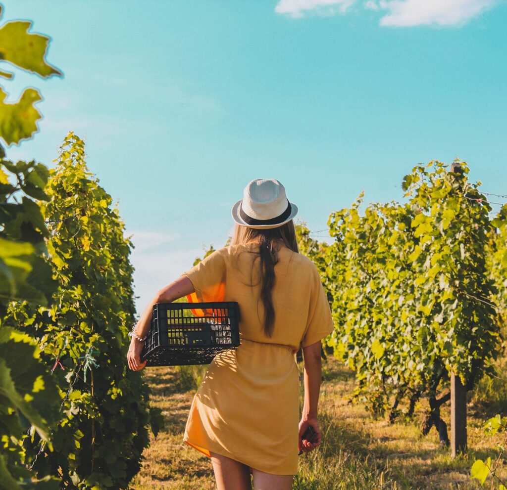 vinos-ecologicos